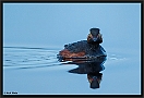 Geoorde fuut, Black-necked Grebe, Podiceps nigricollis Location: Twente, the Netherlands geoorde fuut D2 4212 kopie